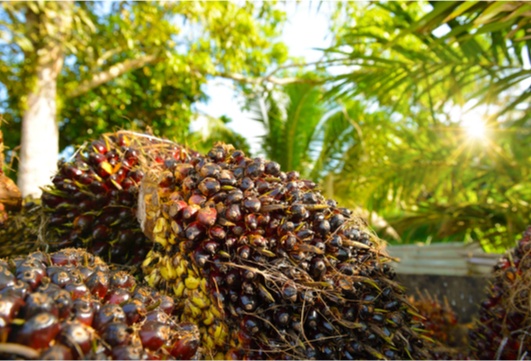 Nachhaltiger Anbau von Palmöl